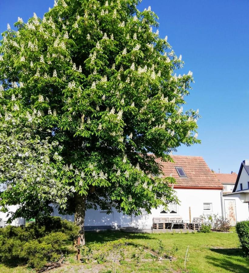 Ferienwohnung Lodig Gross Sarchen エクステリア 写真